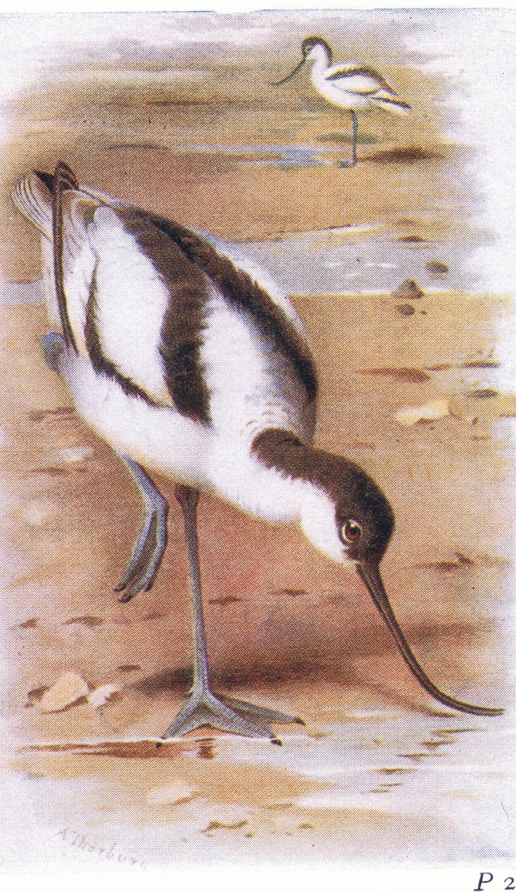 Avocet, Birds of the British Isles ve Onların Yumurtalarından Frederick Warne & Co Ltd, 1958 by Archibald Thorburn