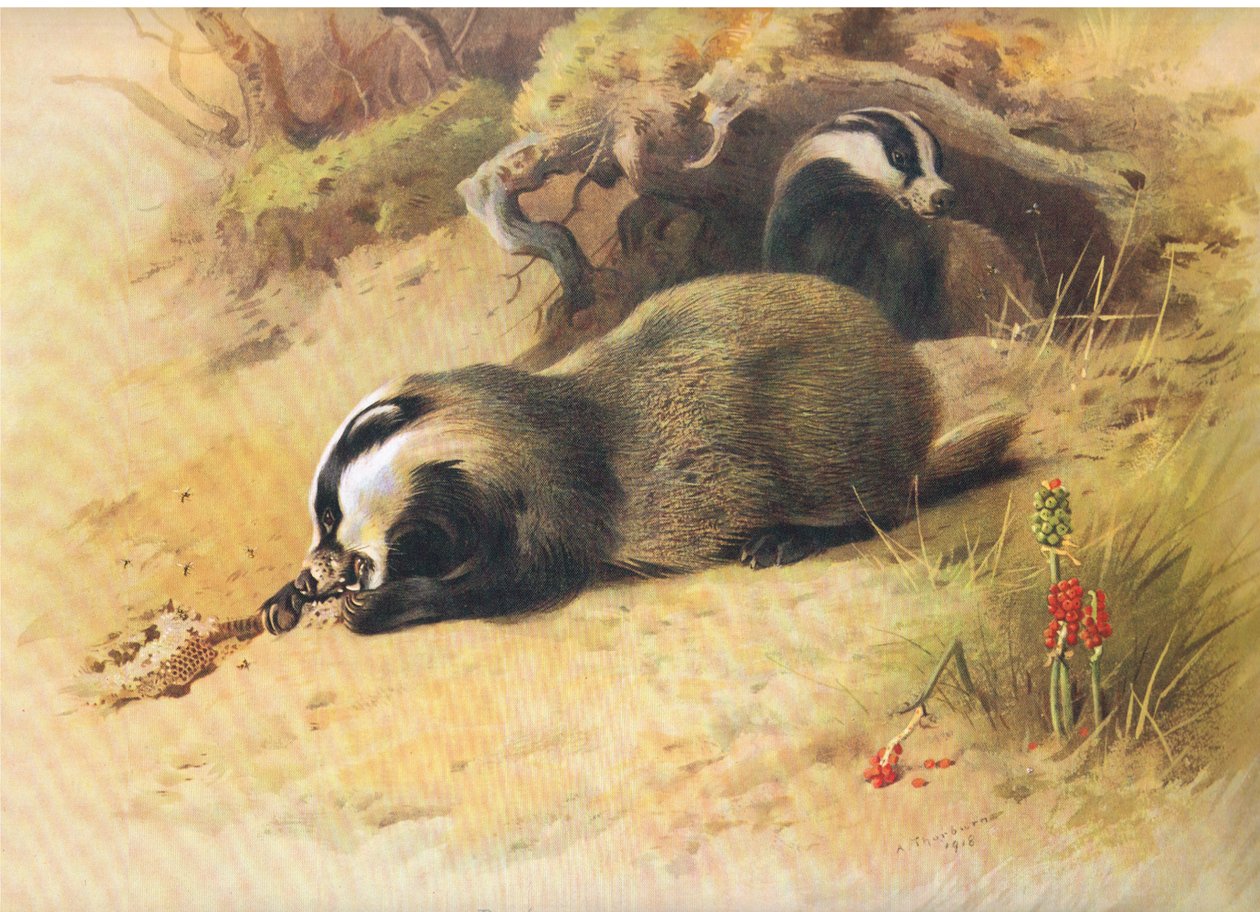 Longmans and Co, c tarafından yayınlanan Thorburns Memelilerden Porsuklar. 1920 by Archibald Thorburn
