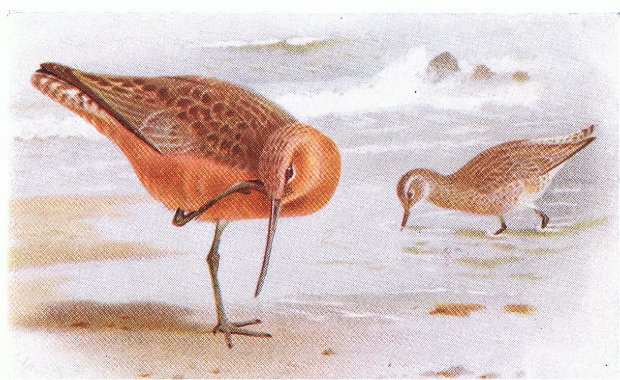 Frederick Warne & Co Ltd, 1958 tarafından yayınlanan Britanya Adaları Kuşları ve Yumurtalarından Bar Kuyruklu Godwit by Archibald Thorburn