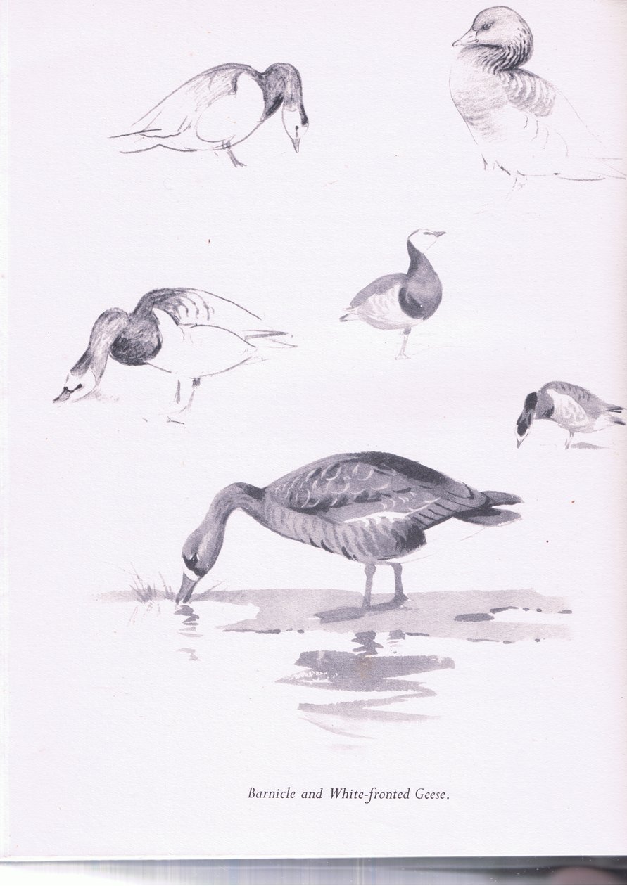 Barnacle ve Beyaz Önlü Kazlar, 1938 by Archibald Thorburn