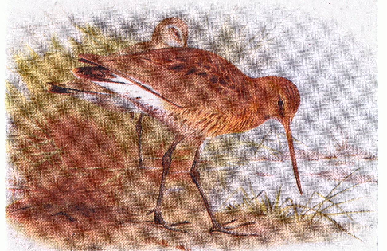 Frederick Warne & Co Ltd, 1958 tarafından yayınlanan Britanya Adaları Kuşları ve Yumurtalarından Kara Kuyruklu Godwit by Archibald Thorburn