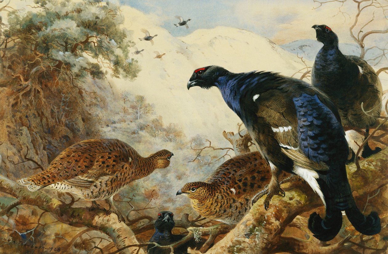 kara oyun by Archibald Thorburn