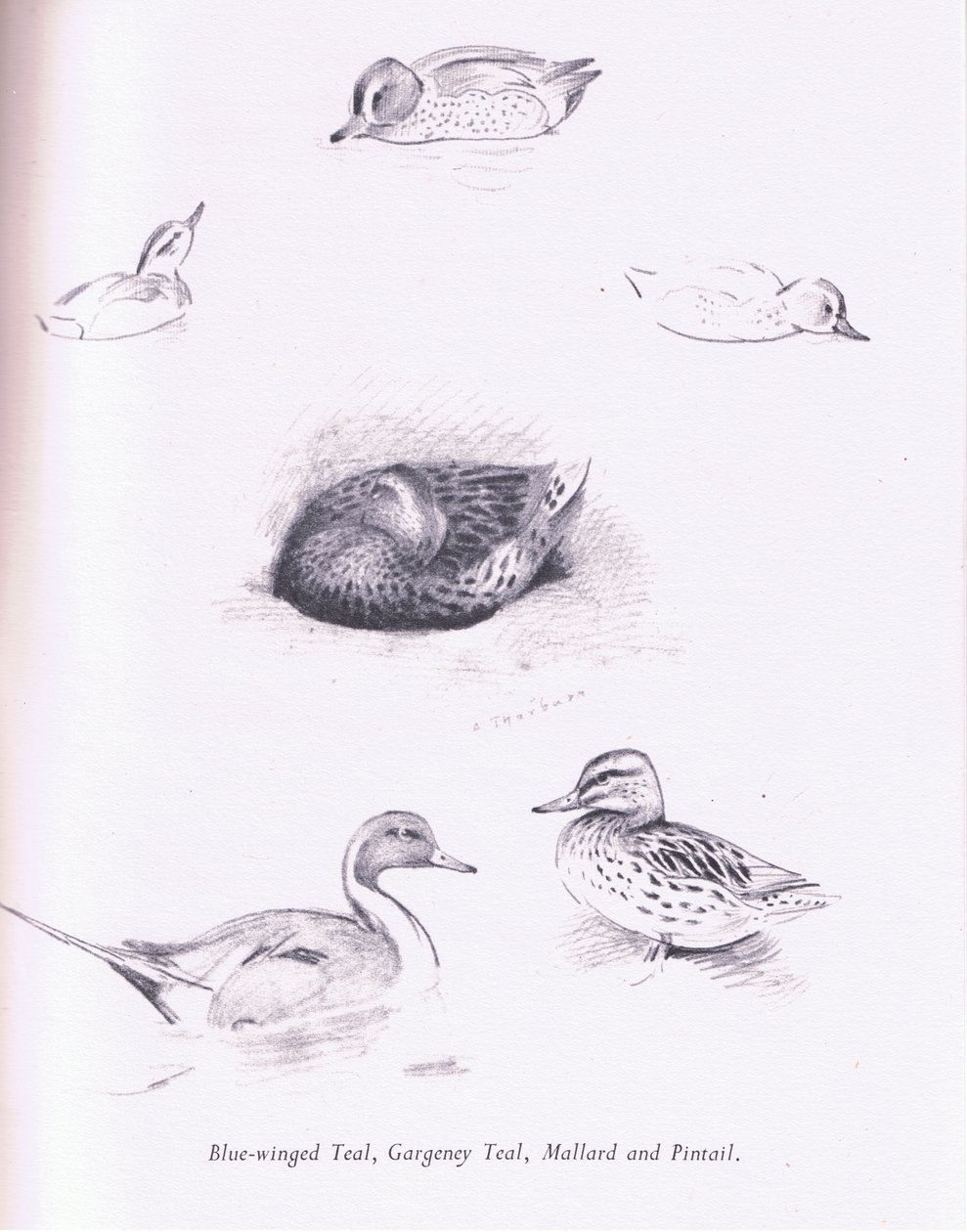 Mavi Kanatlı Deniz Mavisi, Garganey, Deniz Mavisi, Yeşilbaş ve Kılkuyruk, 1938 by Archibald Thorburn