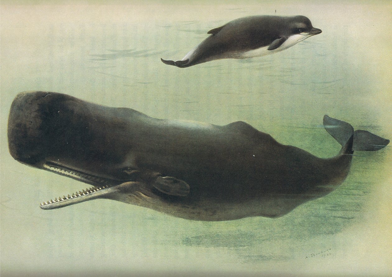 Longmans and Co. tarafından yayınlanan Thorburns Memelilerden Şişe Burunlu Balina ve Sperm Balinası, c. 1920 by Archibald Thorburn