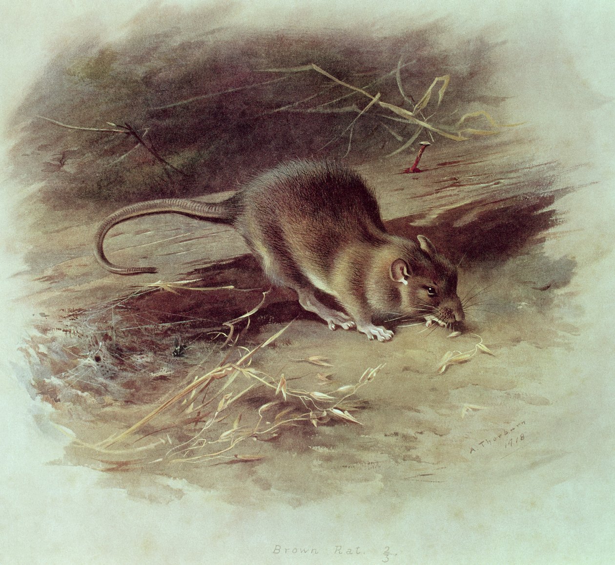 Kahverengi Sıçan (Rattus norvegicus) 1918 by Archibald Thorburn