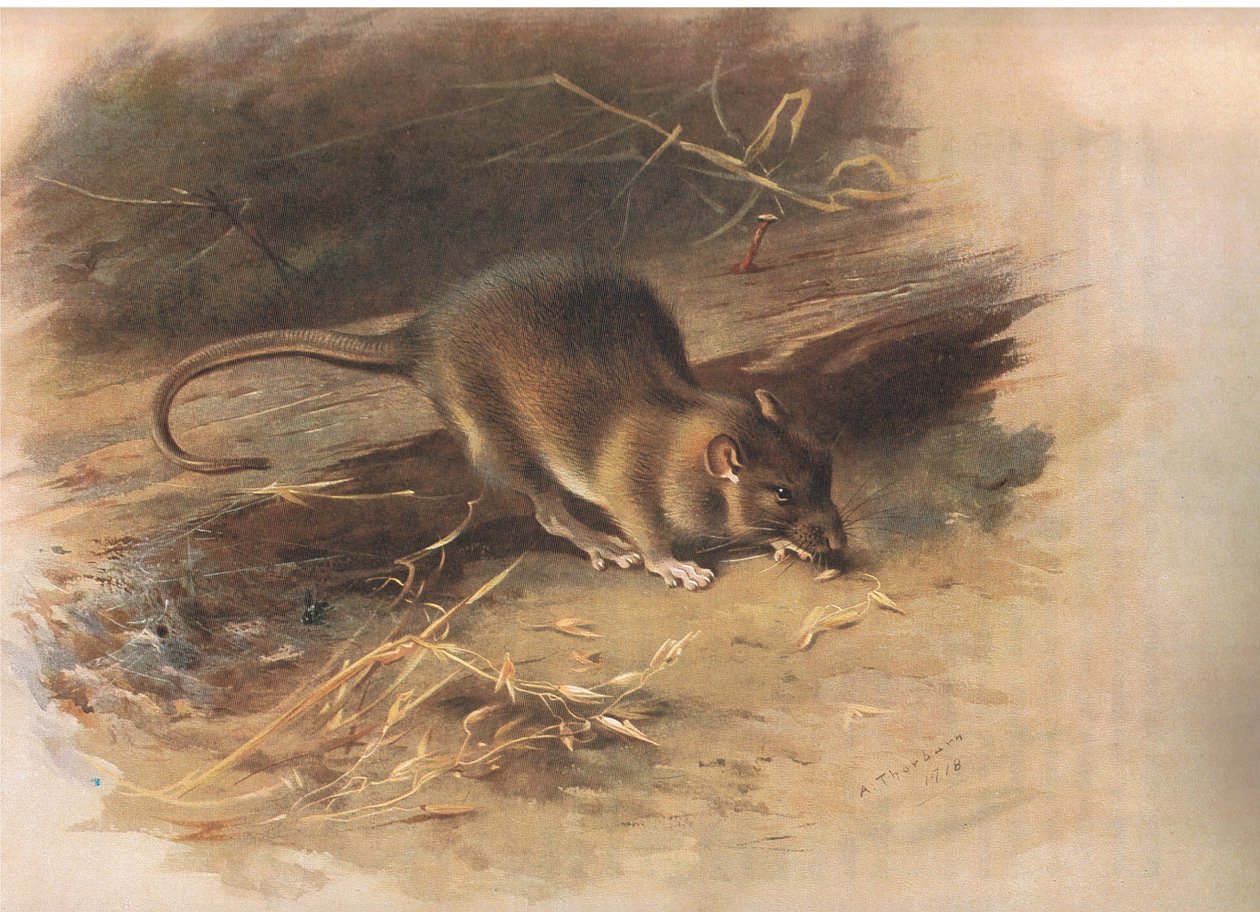 Longmans and Co tarafından yayınlanan Thorburns Mammals