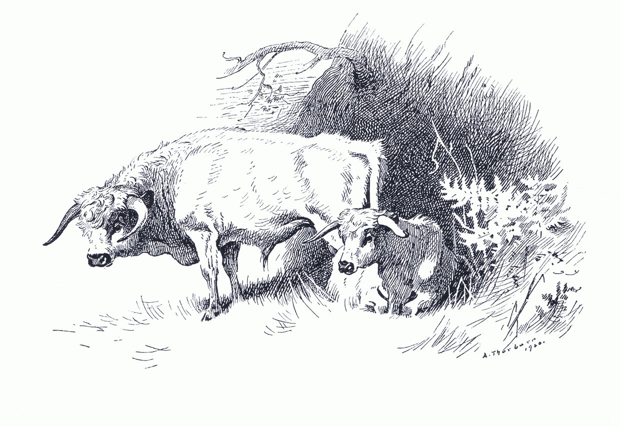 Sığır, Longmans and Co tarafından yayınlanan Thorburn