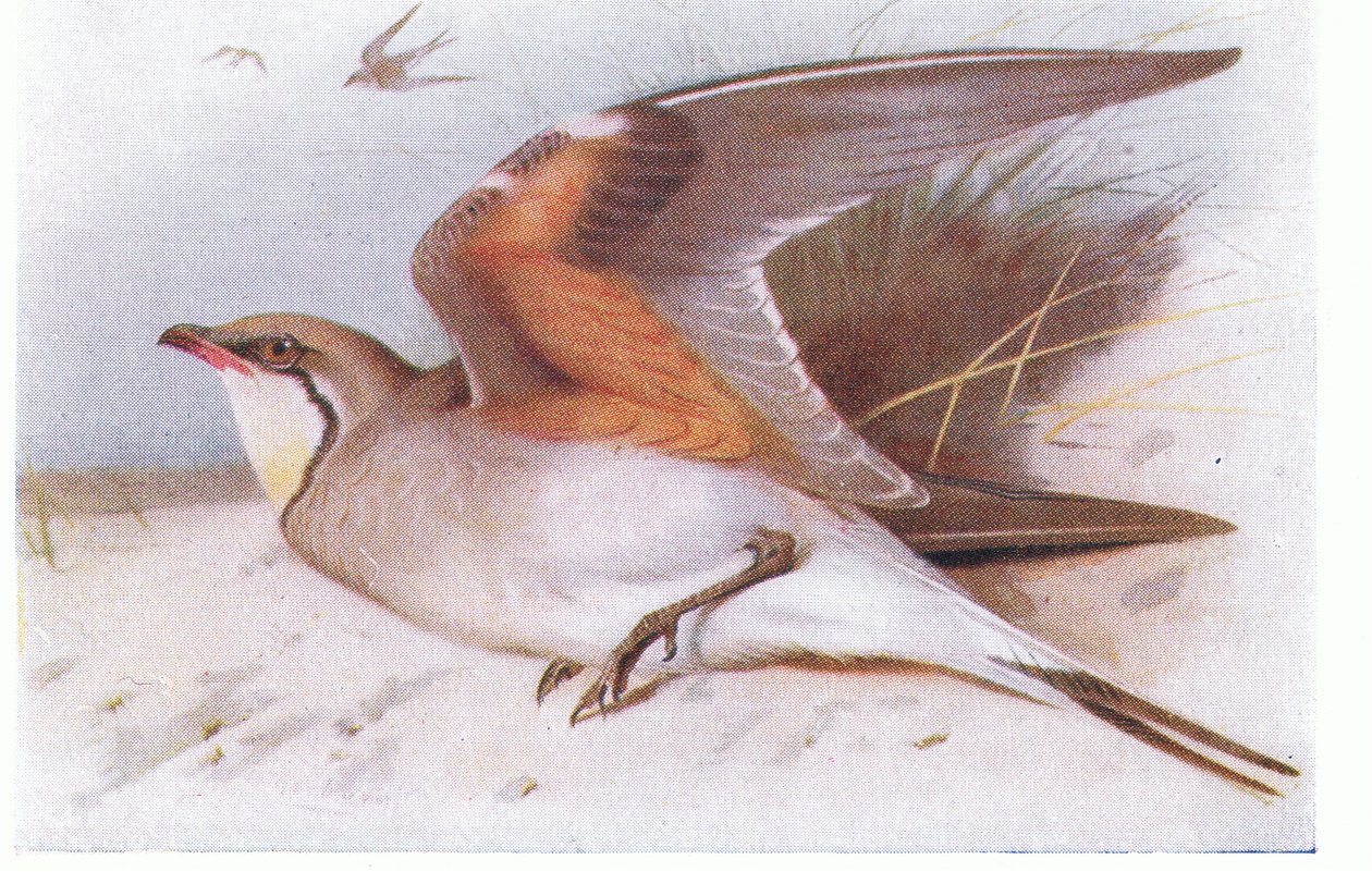 Yakalı Pratincloe, Birds of the British Isles ve Onların Yumurtalarından, Frederick Warne & Co Ltd, 1958 by Archibald Thorburn