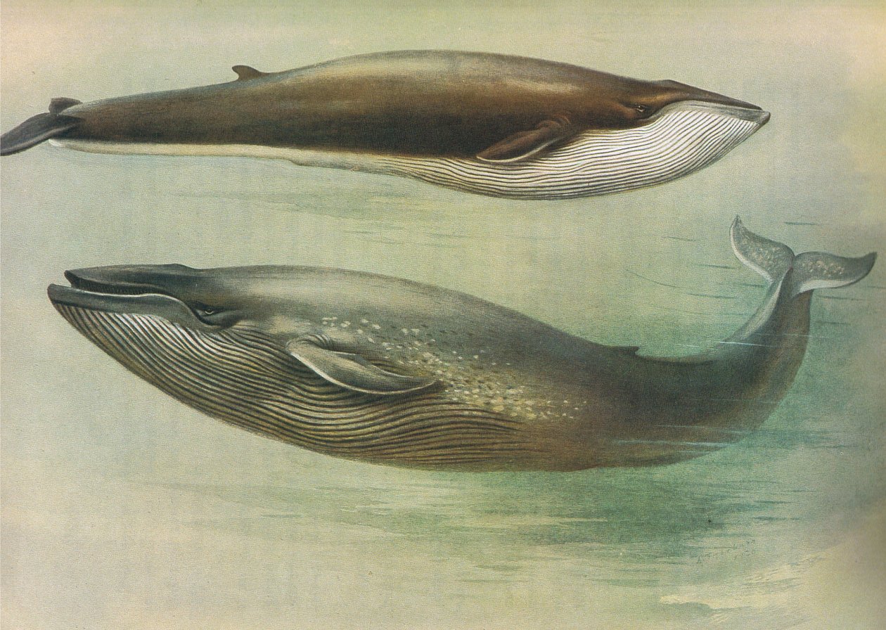 Longmans and Co tarafından yayınlanan Thorburns Memelilerden Ortak Rorqual, Sibbalds Rorqual veya Mavi Balina, c. 1920 by Archibald Thorburn
