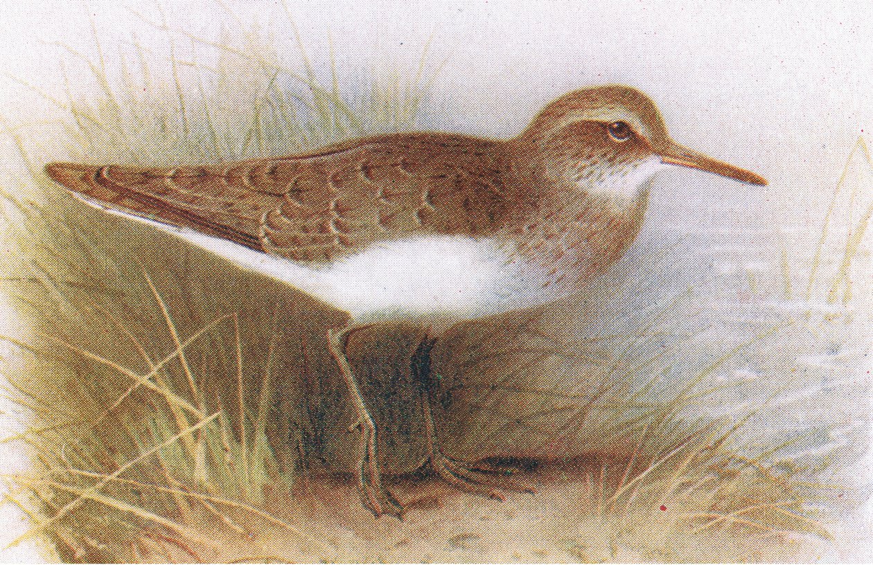 Frederick Warne & Co Ltd, 1958 tarafından yayınlanan Britanya Adaları Kuşları ve Yumurtalarından Ortak Sandpiper by Archibald Thorburn