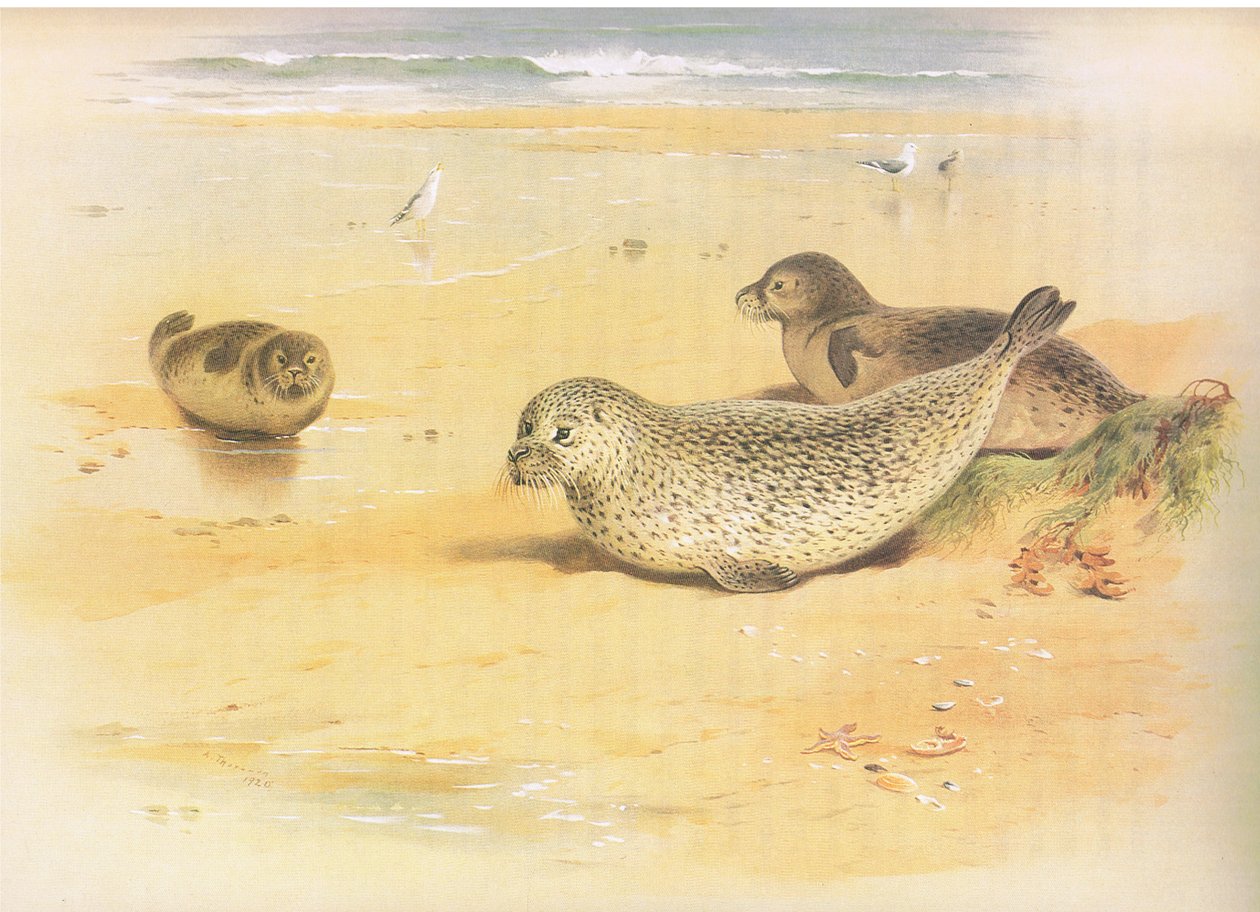 Longmans and Co tarafından yayınlanan Thorburns Mammals