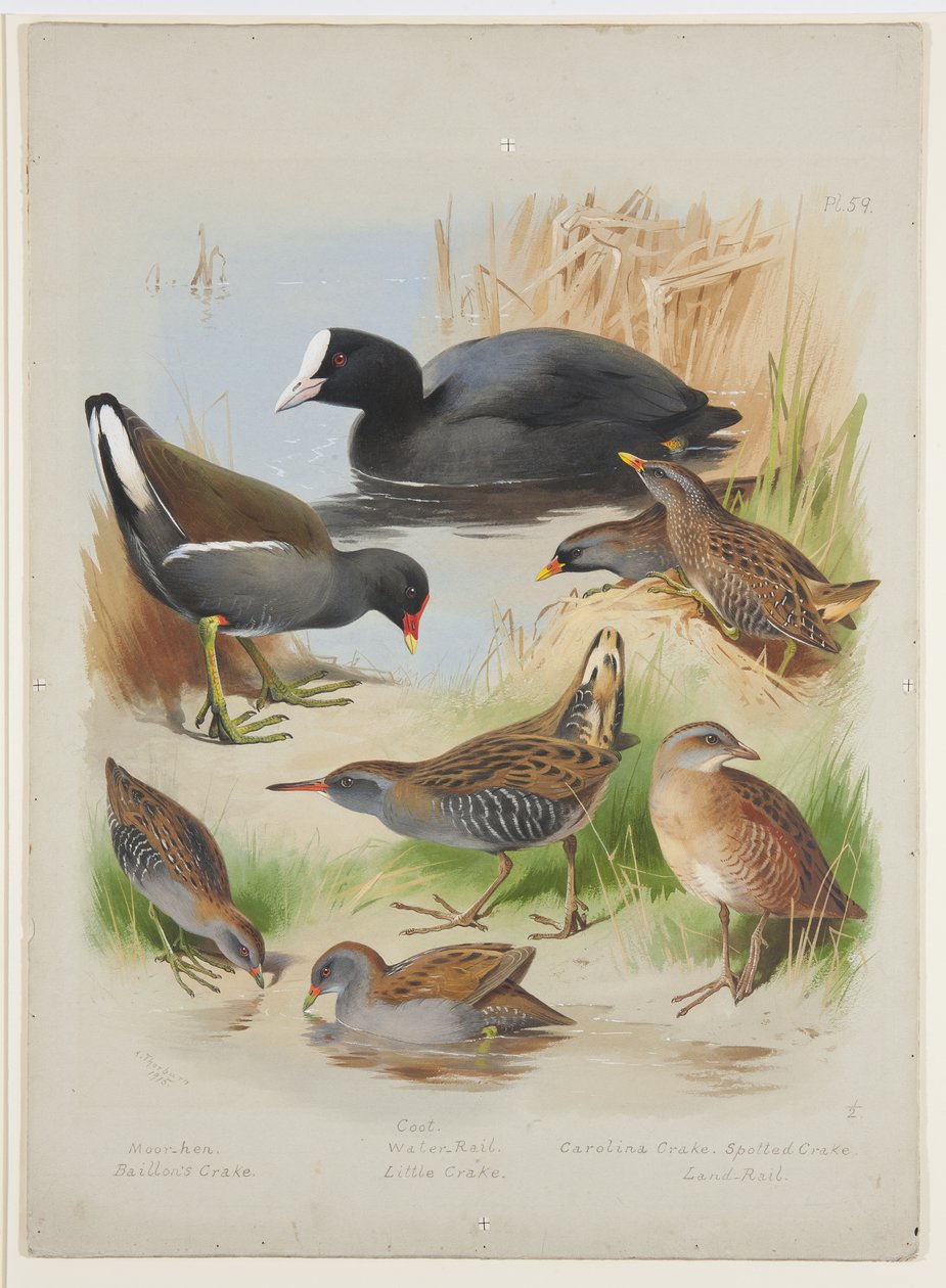 Coot, moorhen, crakes and raylar, c.1915 (gemide kurşun kalem üzerine suluboya ve gövde rengi) by Archibald Thorburn