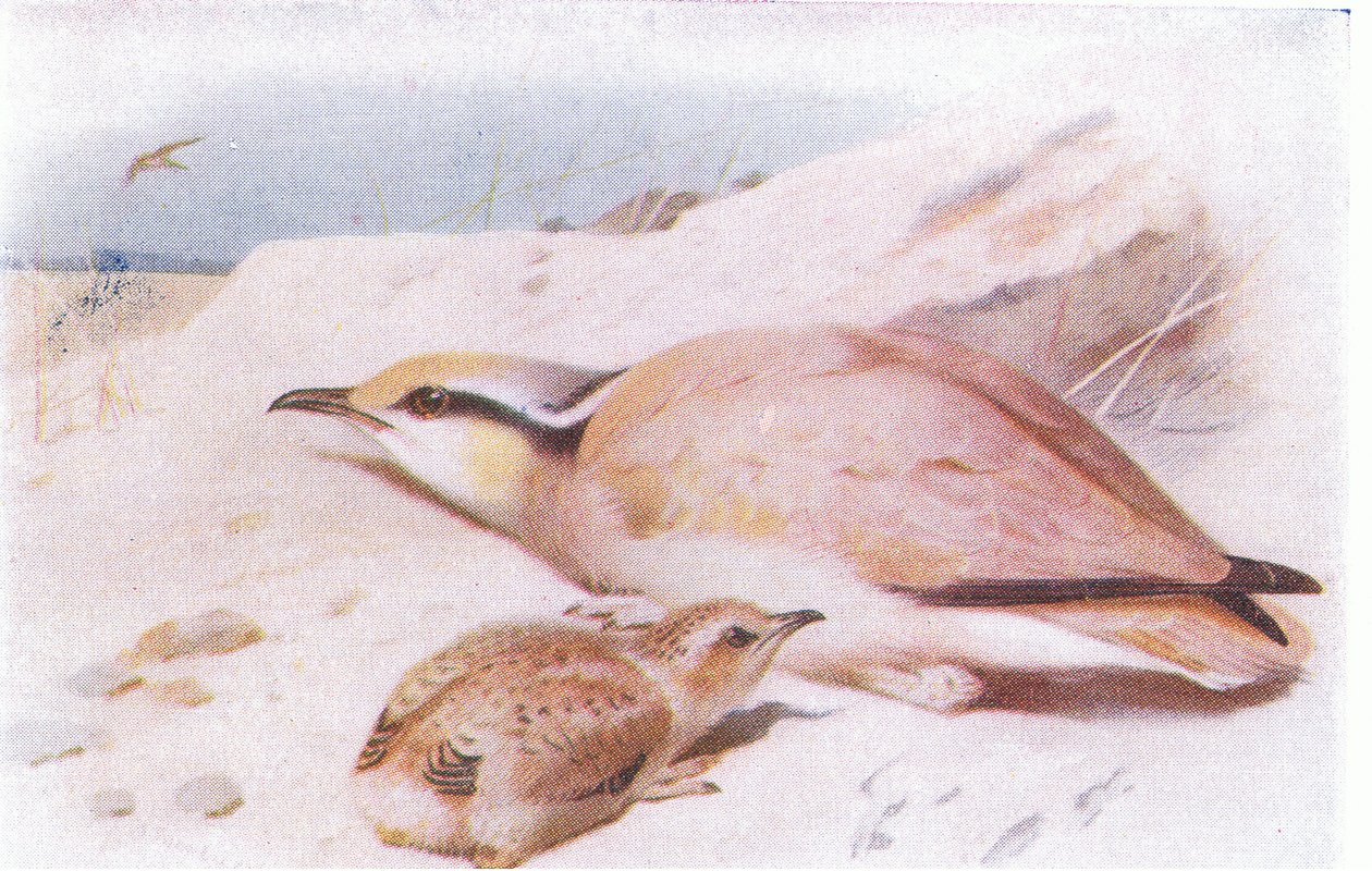 Frederick Warne & Co Ltd, 1958 tarafından yayınlanan Britanya Adaları Kuşları ve Yumurtalarından Krem Renkli Courser by Archibald Thorburn