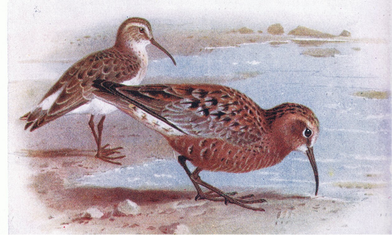 Curlew Sandpiper, Frederick Warne & Co Ltd tarafından yayınlanan Britanya Adaları Kuşları ve Yumurtalarından, 1958 by Archibald Thorburn