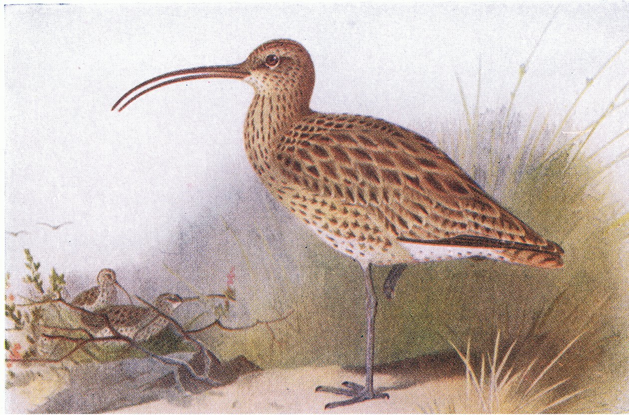 Curlew, Frederick Warne & Co Ltd tarafından yayınlanan Britanya Adaları Kuşları ve Yumurtalarından, 1958 by Archibald Thorburn