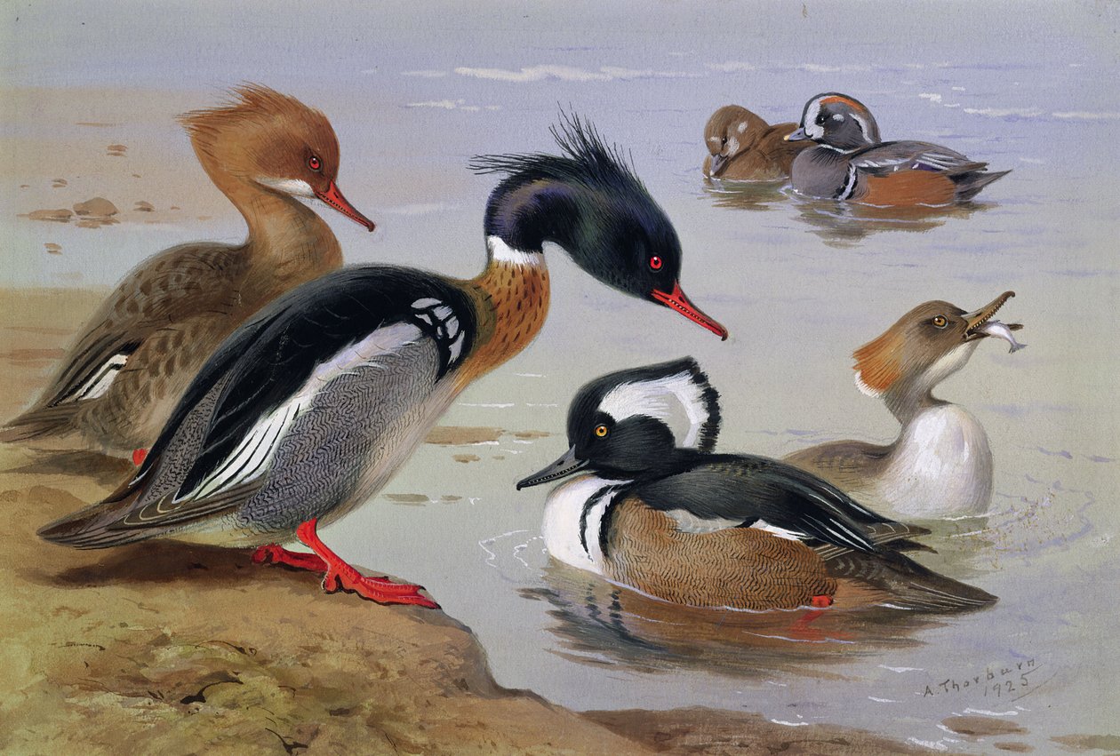 Göl kenarında ördekler by Archibald Thorburn
