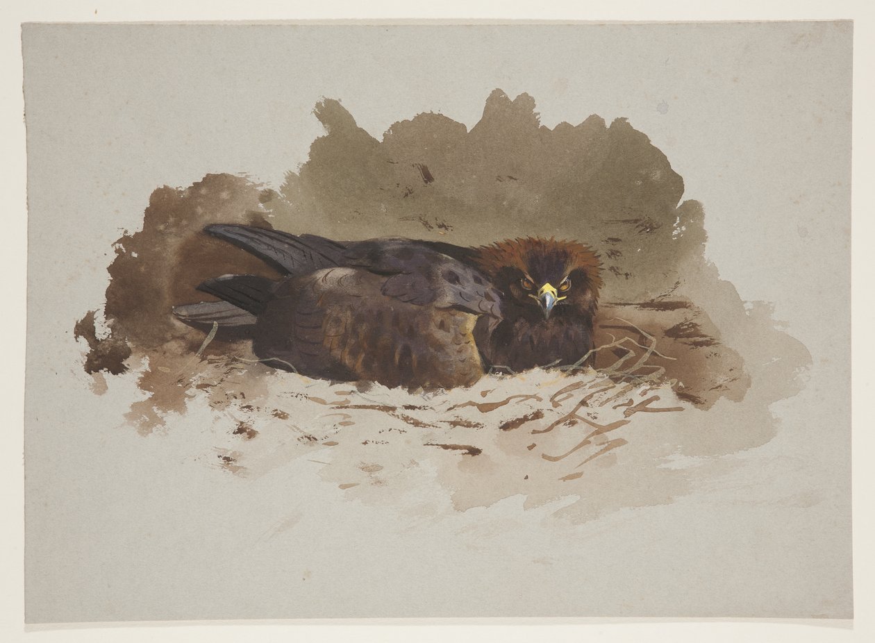 Kartal yuvasında, c.1915 (kağıt üzerine kurşun kalem üzerine suluboya ve gövde rengi) by Archibald Thorburn