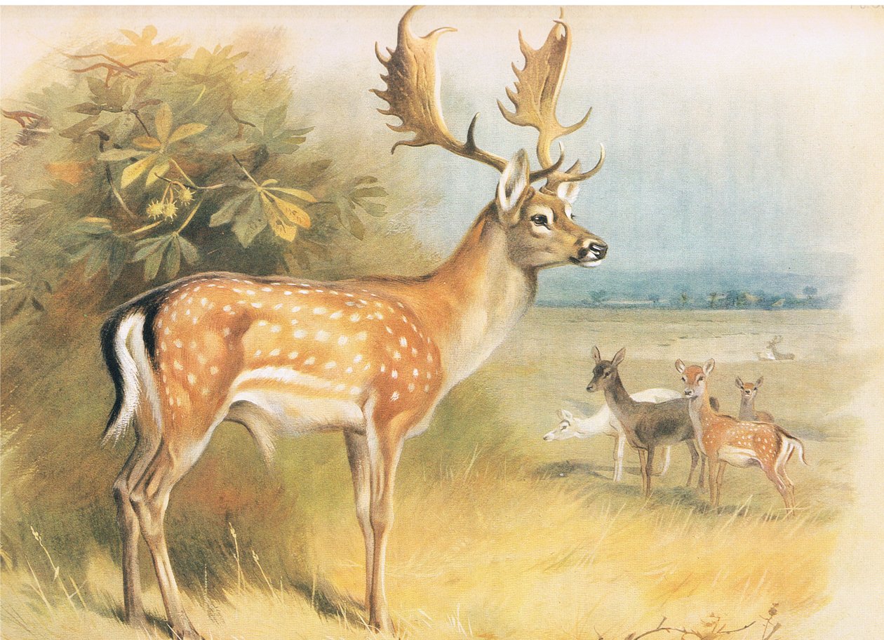 Longmans and Co tarafından yayınlanan Thorburns Mammals