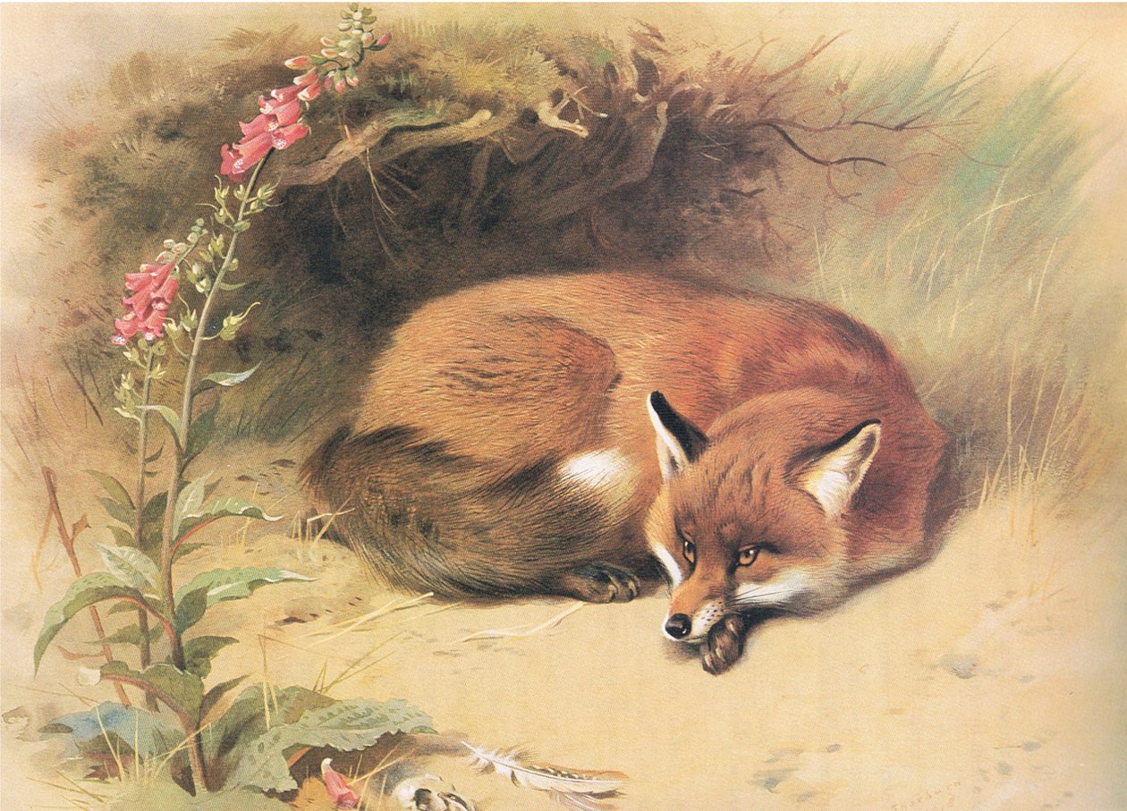 Longmans and Co tarafından yayınlanan Thorburns Mammals