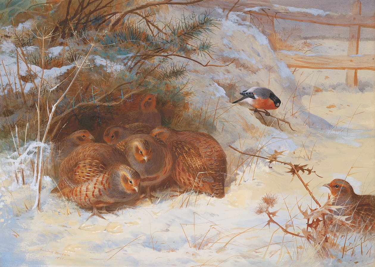 Ayaz Sabah, Kışın Sülün by Archibald Thorburn