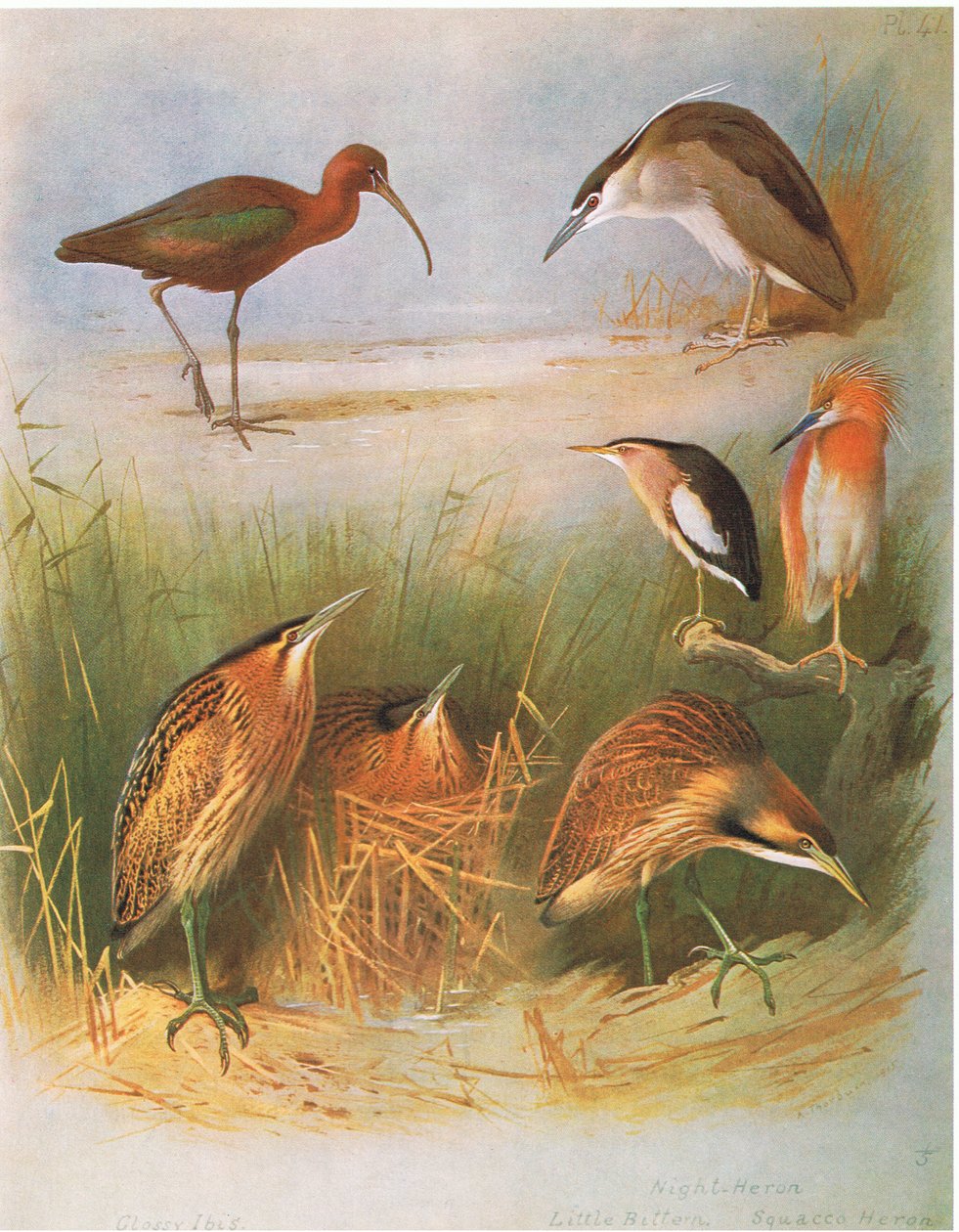 Parlak Ibis, Ortak Bittern, Night Heron, Little Bittern, Squacco Heron, American Bittern , pub. Kitap Kulübü Associates tarafından, 1972 by Archibald Thorburn