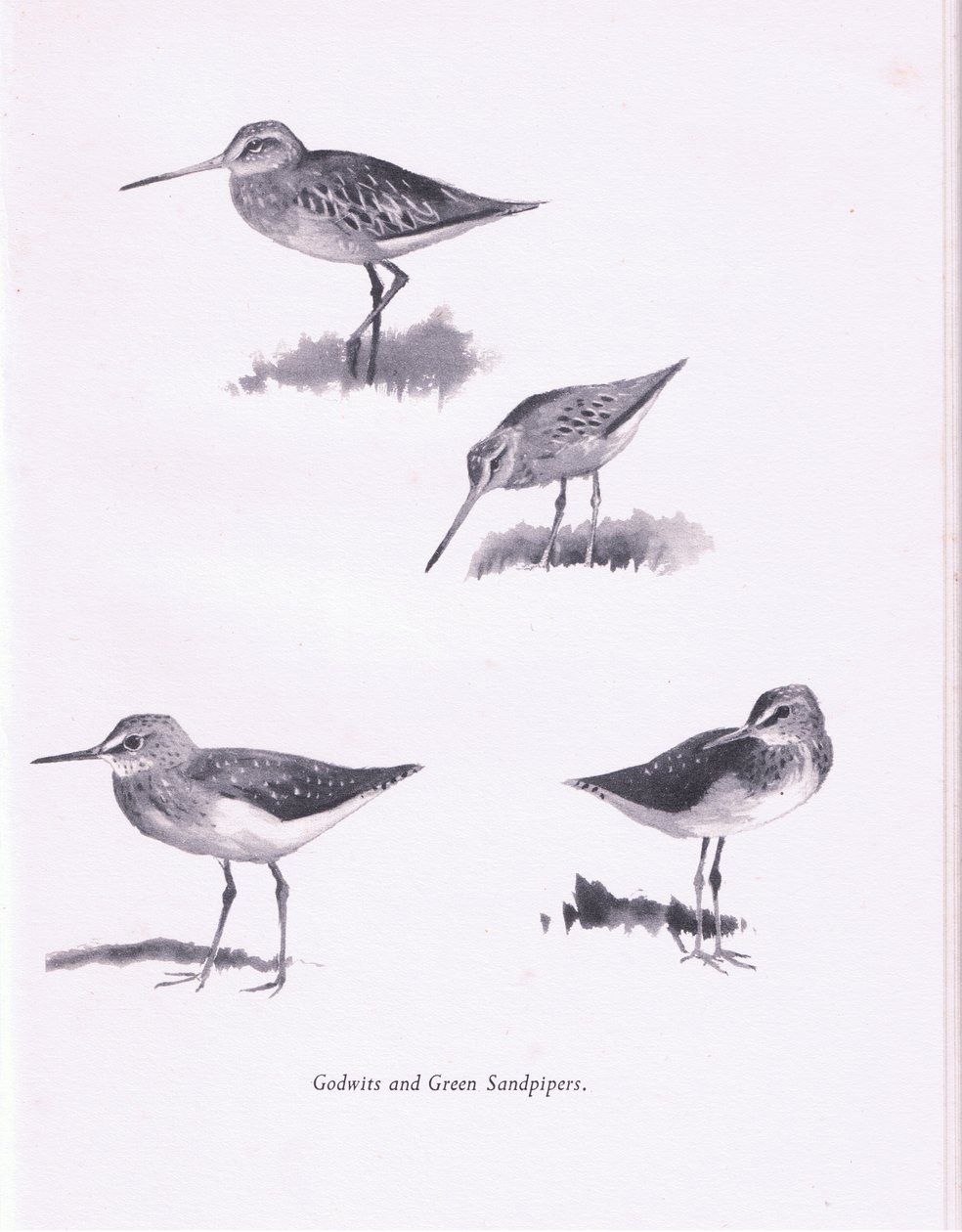 Godwits ve Yeşil Sandpipers, 1938 by Archibald Thorburn