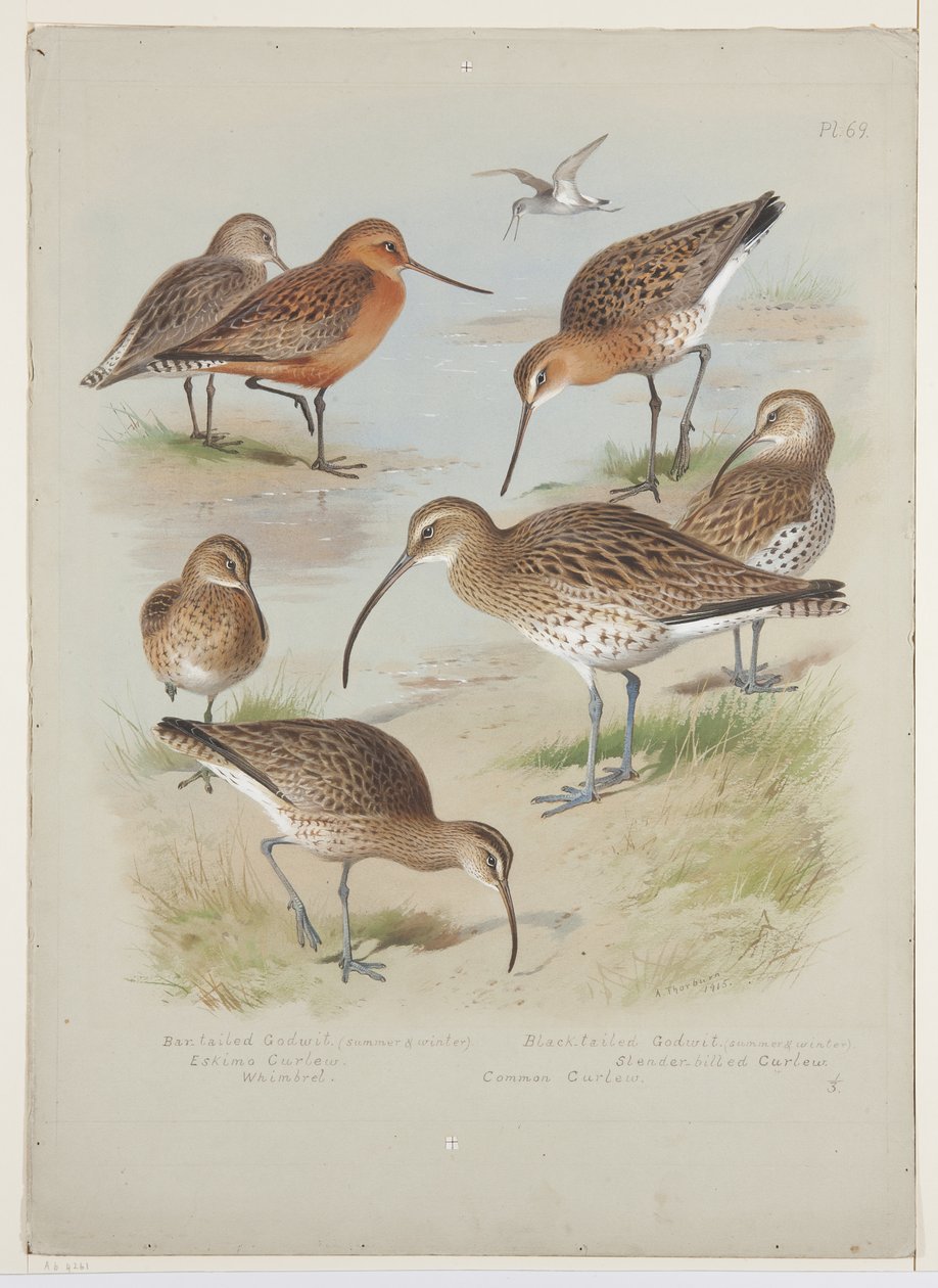 Godwits and curlews, c.1915 (gemide kurşun kalem üzerine suluboya ve gövde boyası) by Archibald Thorburn
