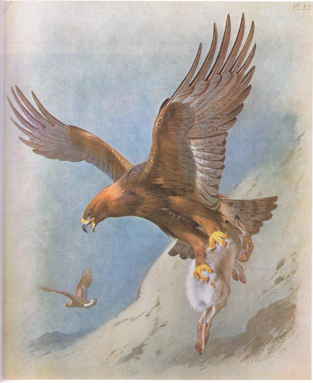 Altın Kartal ve Dağ Tavşanı, pub. Kitap Kulübü Associates tarafından, 1972 by Archibald Thorburn