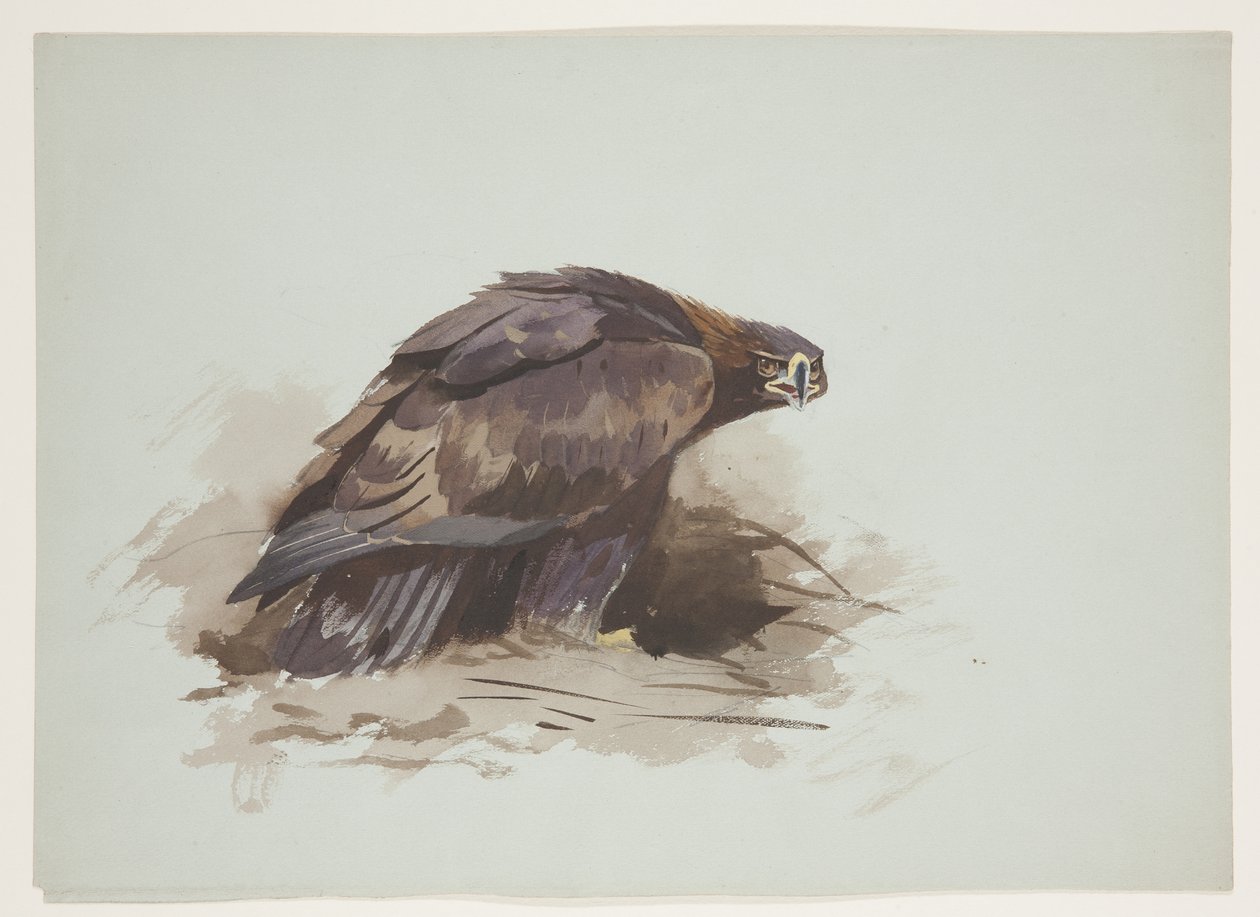 Altın kartal, c.1915 (kağıt üzerine kurşun kalem üzerine suluboya ve gövde rengi) by Archibald Thorburn