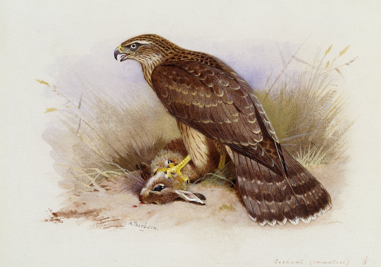çakır kuşu by Archibald Thorburn
