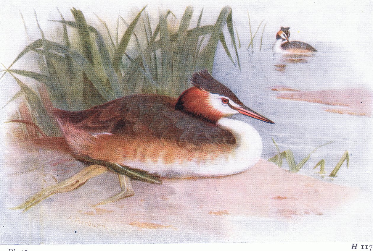 Büyük Tepeli Bataklık by Archibald Thorburn