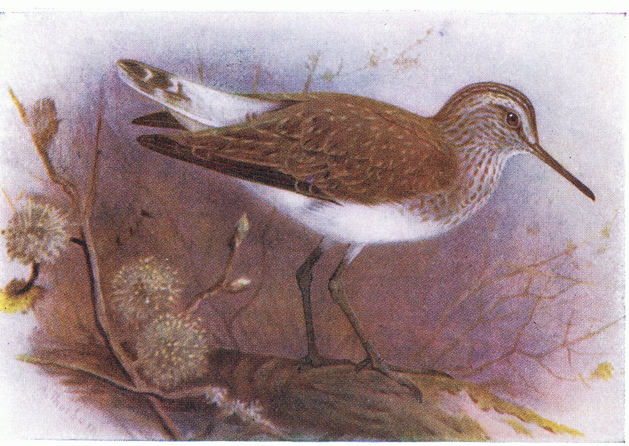 Yeşil Sandpiper, Birds of the British Isles ve Onların Yumurtaları