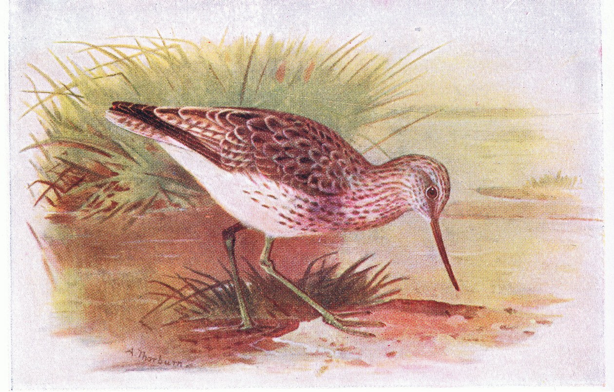 Greenshank, Frederick Warne & Co Ltd tarafından yayınlanan Britanya Adaları Kuşları ve Yumurtaları