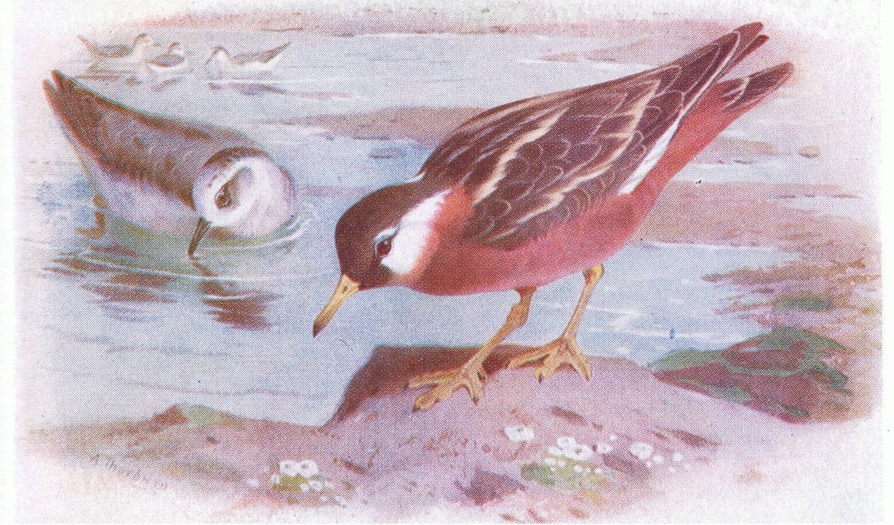 Gray Phalarope (yaz ve sonbahar), Frederick Warne & Co Ltd, 1958 tarafından yayınlanan Britanya Adaları Kuşları ve Yumurtalarından by Archibald Thorburn