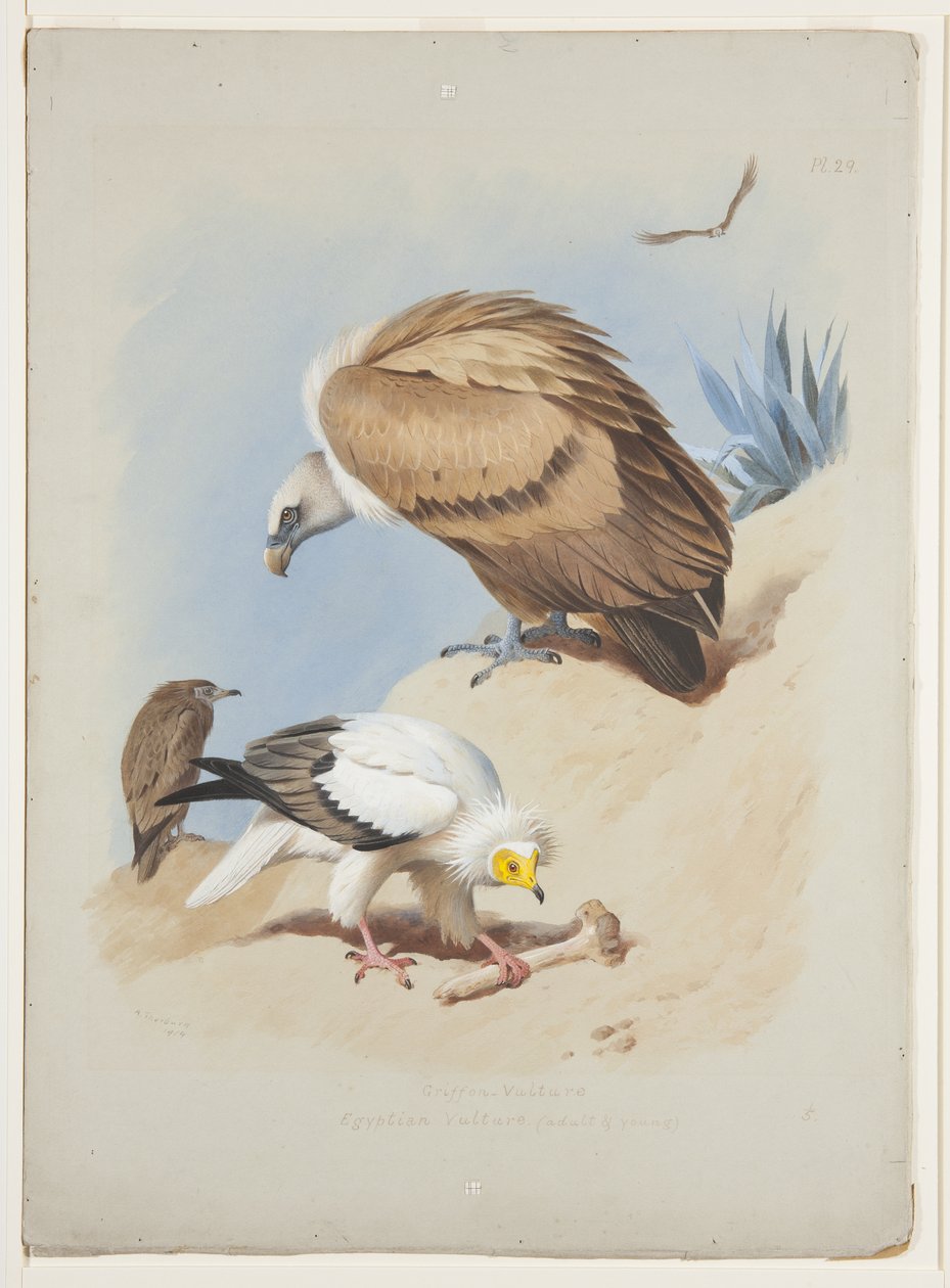 Kızıl akbaba ve Mısır akbabası, c.1915 (kağıt üzerine kurşun kalem üzerine suluboya ve gövde rengi) by Archibald Thorburn
