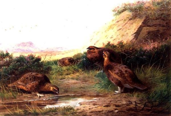 Manzaradaki Orman Tavuğu (guaj) by Archibald Thorburn