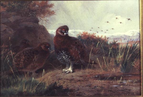 Bir Kış Manzarasında Orman Tavuğu by Archibald Thorburn