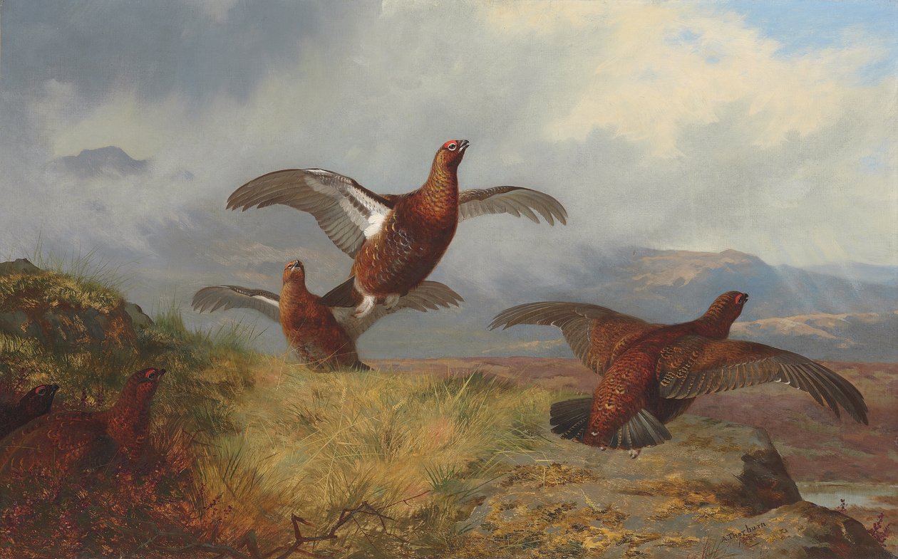 uçuşta orman tavuğu by Archibald Thorburn
