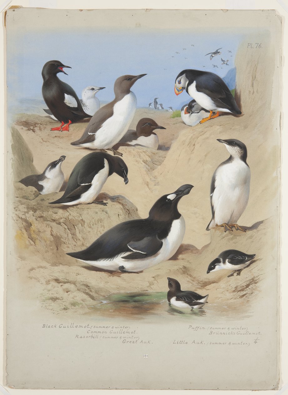 Guillemots, ustura gagalı, martı ve auks, c.1915 (kalem üzerine arap zamkı ile suluboya ve gövde boyası) by Archibald Thorburn
