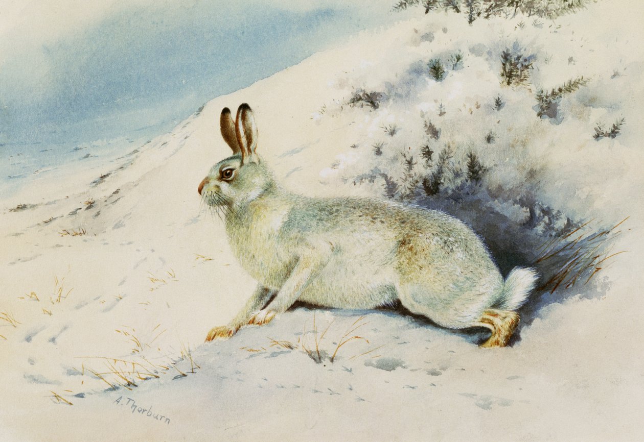 Hare  by Archibald Thorburn