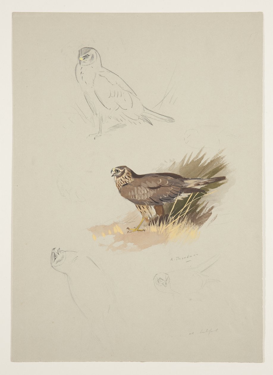 Harrier, c.1915 (kağıt üzerine kurşun kalem üzerine suluboya ve gövde rengi) by Archibald Thorburn