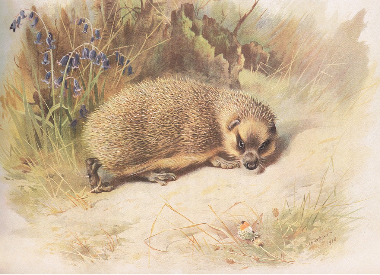 Kirpi, Longmans and Co tarafından yayınlanan Thorburns Mammals