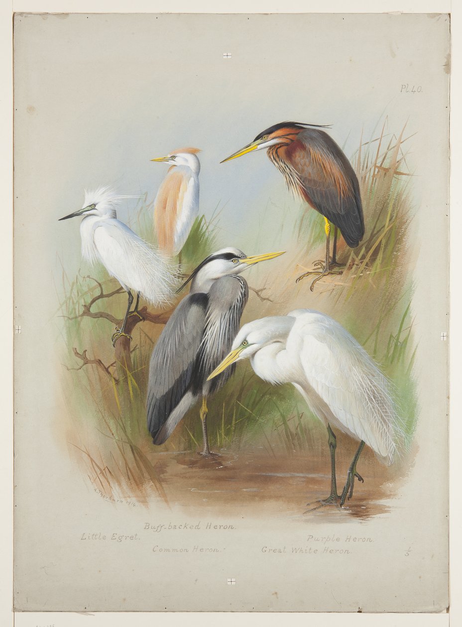 Balıkçıllar ve ak balıkçıl, c.1915 (gemide kurşun kalem üzerine suluboya ve gövde boyası) by Archibald Thorburn