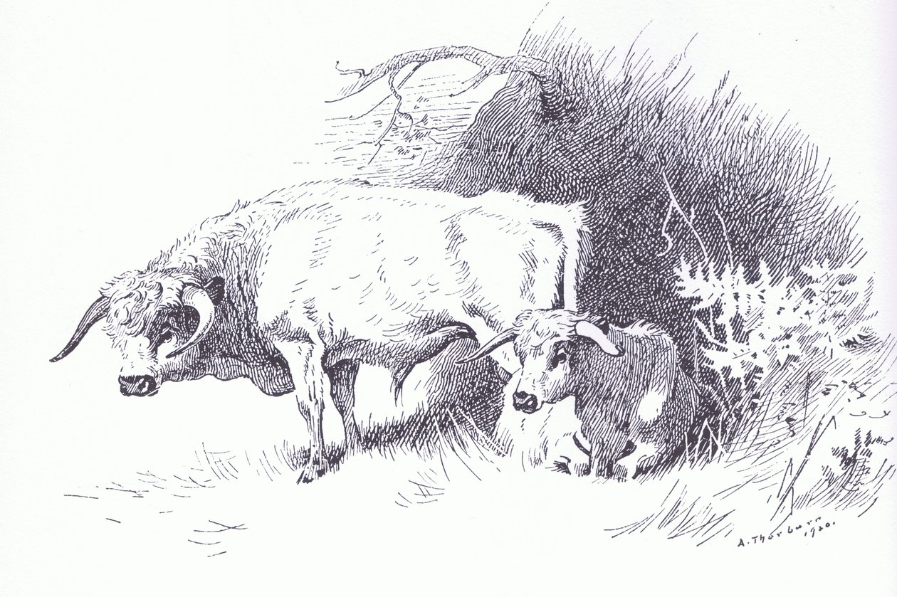 Yayla Sığırları, pub. Kitap Kulübü Associates tarafından by Archibald Thorburn