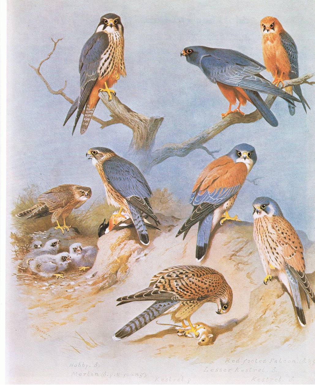 Hobi, Merlin, Kızıl Ayaklı Şahin, Küçük Kerkenez ve Kerkenez, pub. Kitap Kulübü Associates tarafından, 1972 by Archibald Thorburn