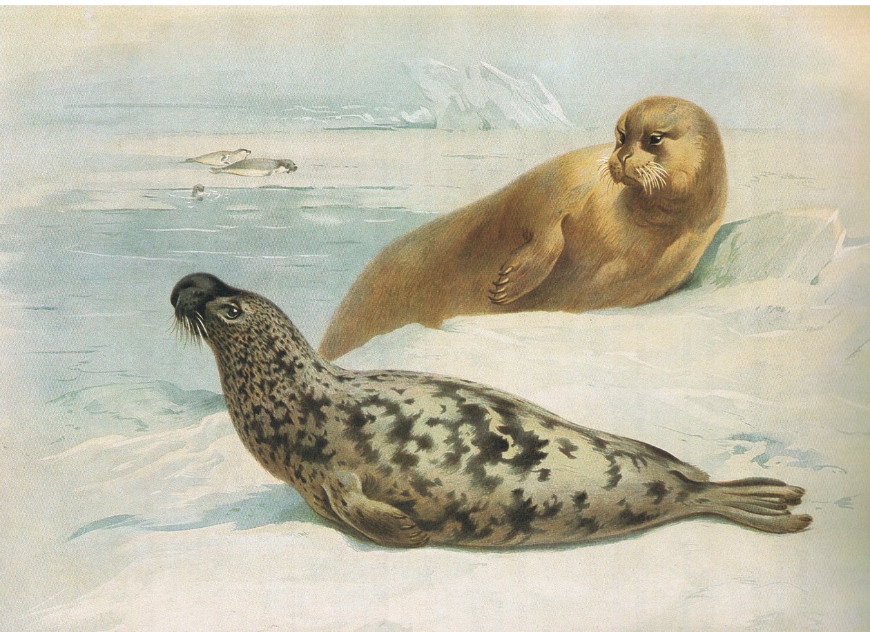 Longmans and Co tarafından yayınlanan Thorburns Memelilerden Hooded Seal ve Bearded Seal, c. 1920 by Archibald Thorburn