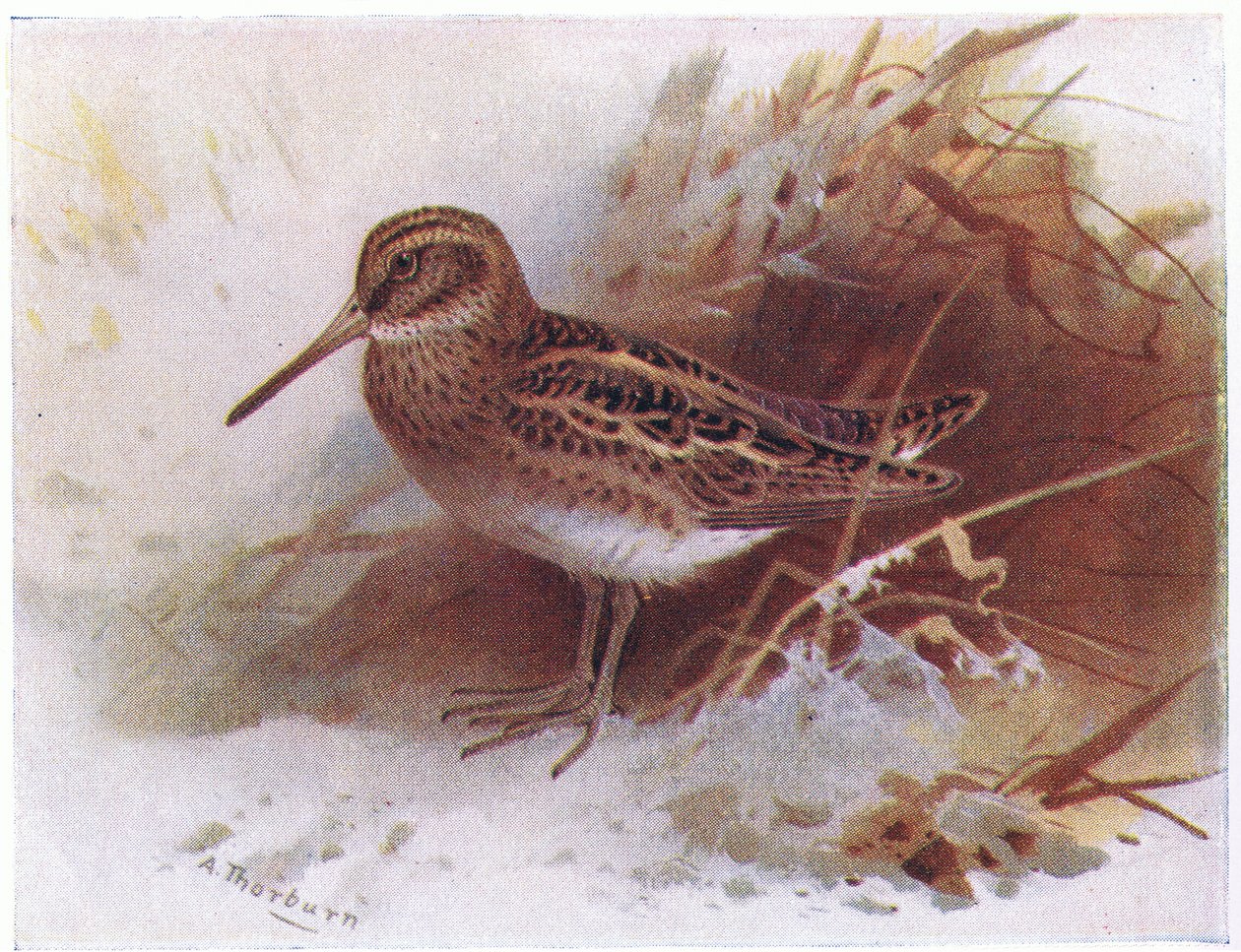Jack Snipe, Frederick Warne & Co Ltd, 1958 tarafından yayınlanan Britanya Adaları Kuşları ve Yumurtalarından by Archibald Thorburn