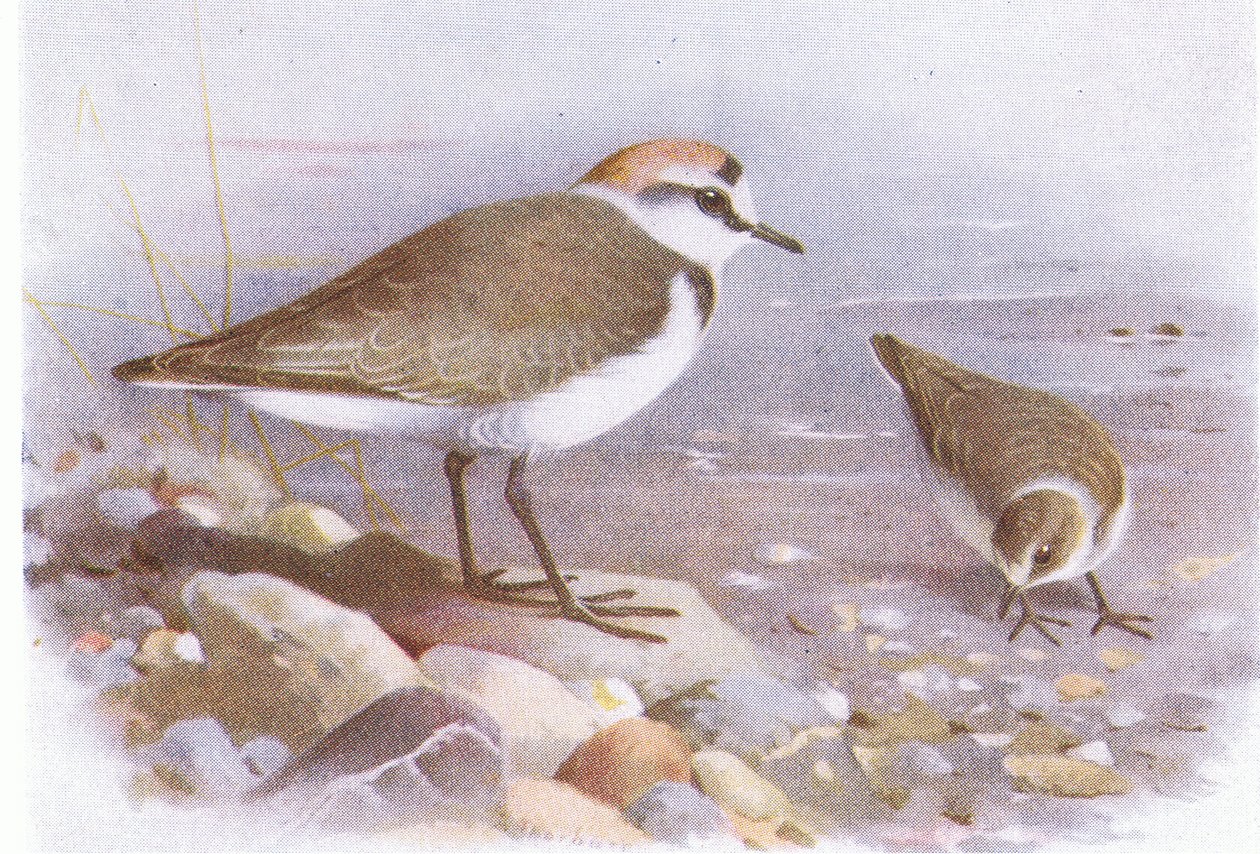 Kentish Plover, Frederick Warne & Co Ltd, 1958 tarafından yayınlanan Britanya Adaları Kuşları ve Yumurtalarından by Archibald Thorburn