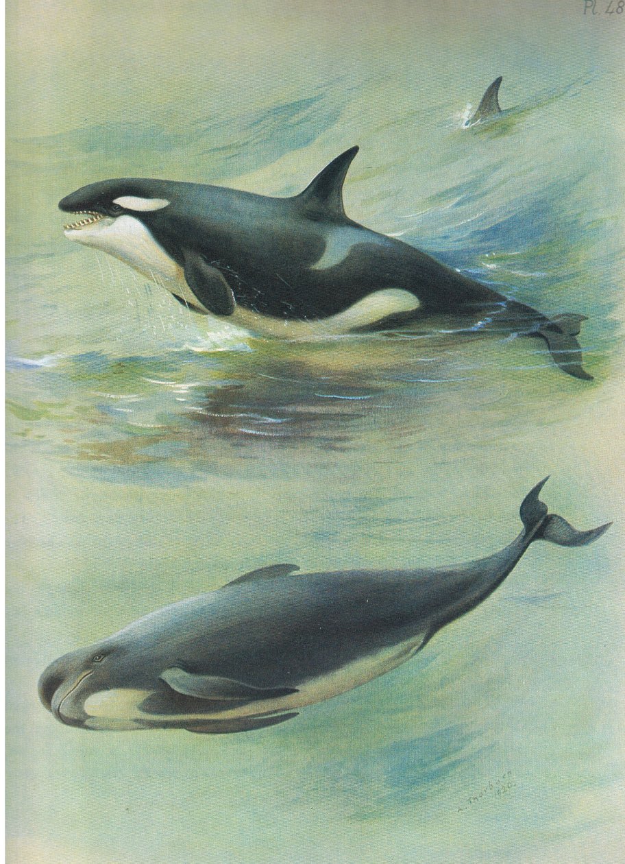 Longmans and Co tarafından yayınlanan Thorburns Mammals
