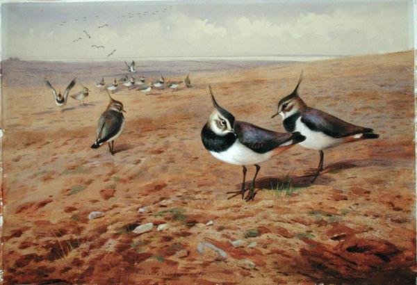 Pulluktaki Lapwings by Archibald Thorburn